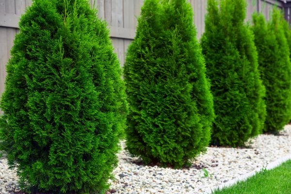 Arborvitae Planting in Palm City