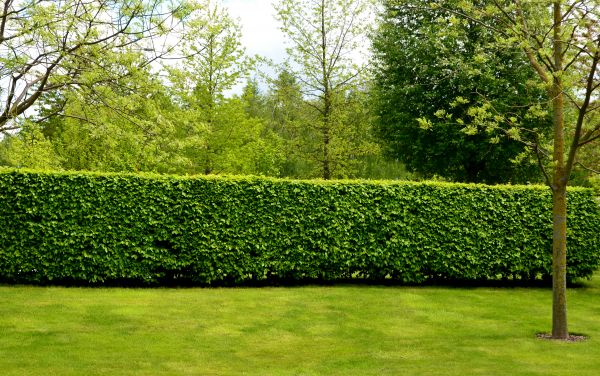 Hedge Planting in Palm City