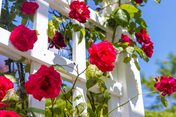 Home Gardening Service in Palm City