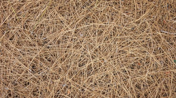 Pine Needles Delivery in Palm City