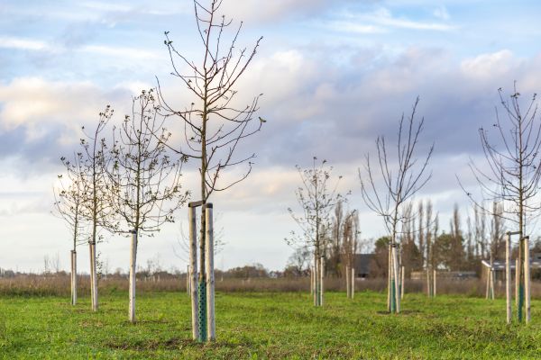 Tree Installation Service in Palm City