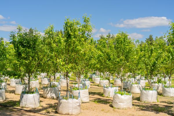 Tree Planting Service in Palm City