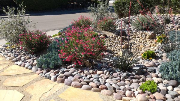 Xeriscape Landscaping in Palm City