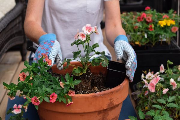 Plant Care Service in Palm City