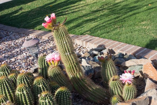 Desert Landscaping in Palm City