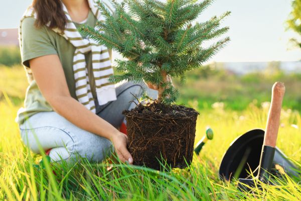 Spruce Tree Planting in Palm City