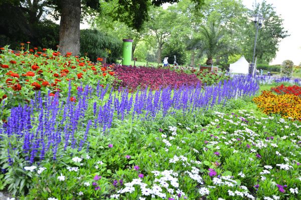 Perennials Planting in Palm City