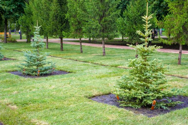 Privacy Trees Planting in Palm City