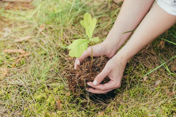 Oak Tree Planting in Palm City