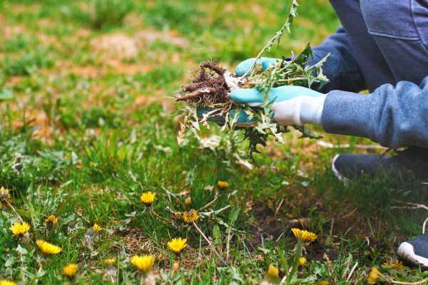 Flower Bed Clearing in Palm City