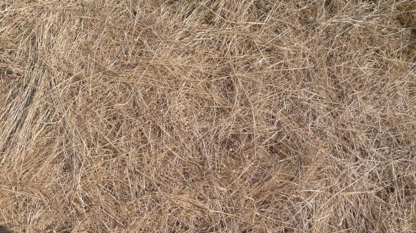 Pine Straw Replacement in Palm City