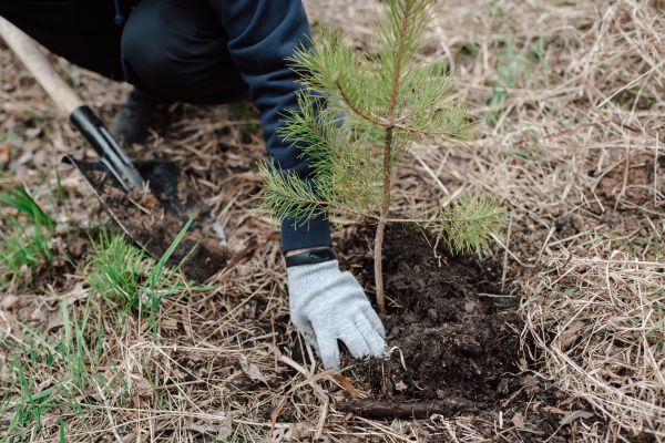 Pine Tree Planting in Palm City