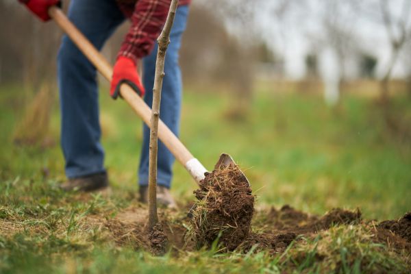 Trees Planting in Palm City