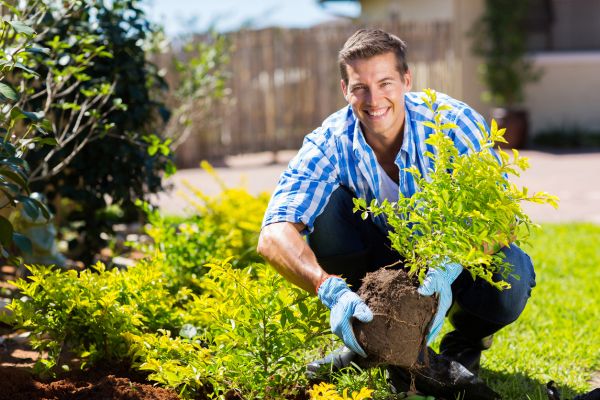 Shrub Landscaping in Palm City