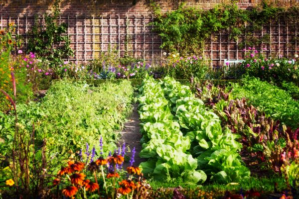 Garden Planting Service in Palm City