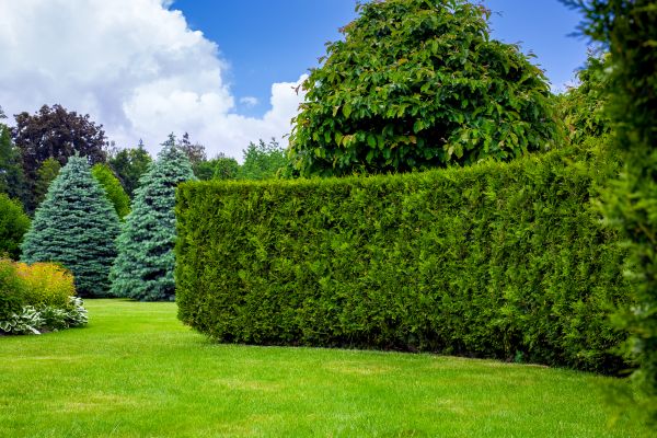 Hedge Landscaping in Palm City