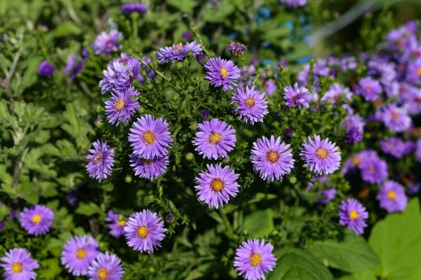 Perennial Flower Planting in Palm City