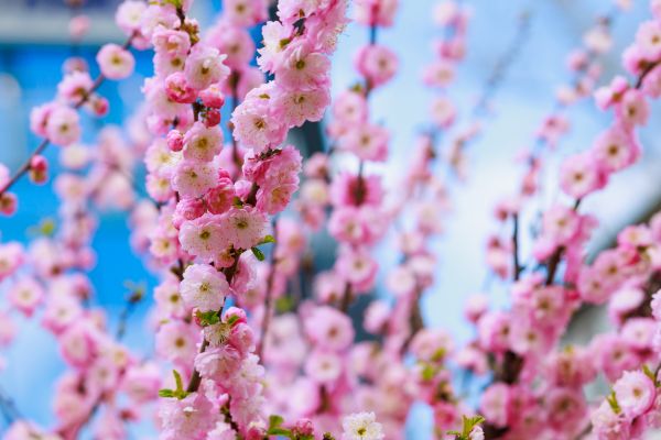 Japanese Cherry Tree Planting in Palm City