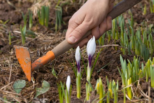 Flower Garden Weeding in Palm City