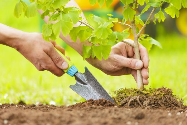 Fruit Tree Planting in Palm City