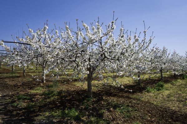 Orchard Planting in Palm City
