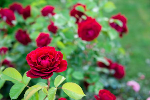 Rose Planting in Palm City