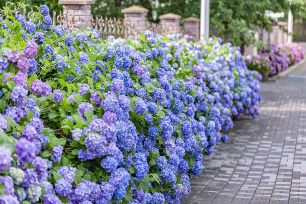 Hydrangea Landscaping in Palm City
