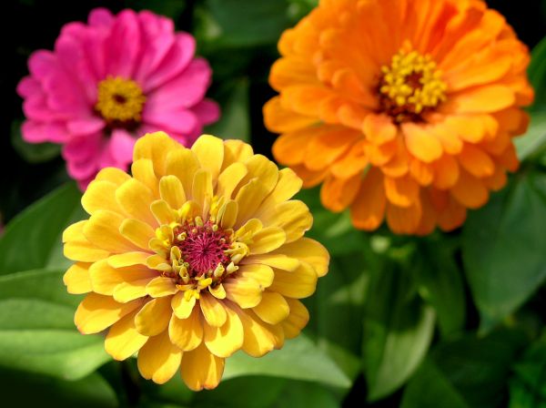Zinnia Planting in Palm City