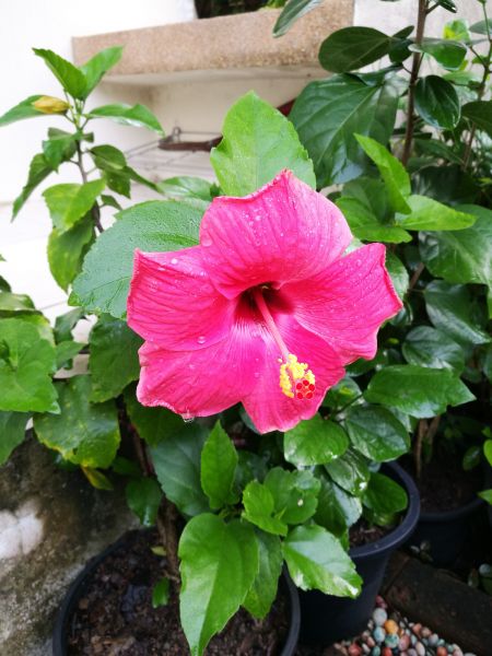 Hibiscus Planting in Palm City