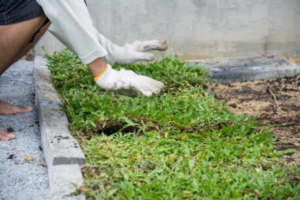 Ground Cover Planting in Palm City