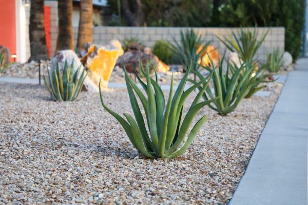 Drought Resistant Landscaping in Palm City