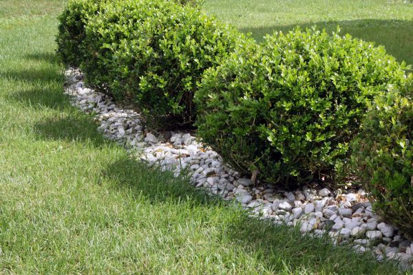 Boxwood Planting in Palm City
