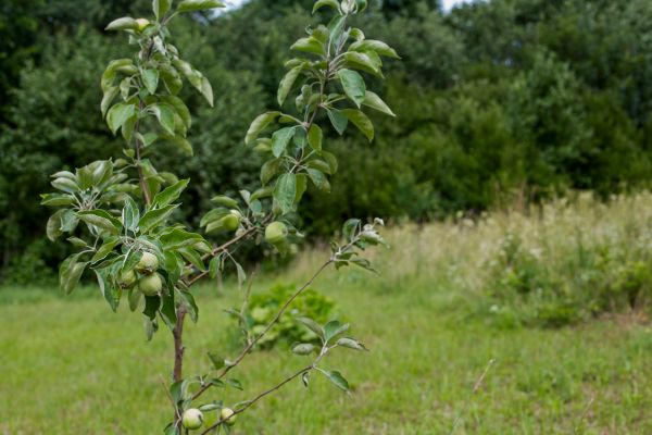 Apple Tree Planting in Palm City