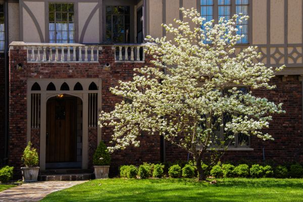 Dogwood Tree Planting in Palm City