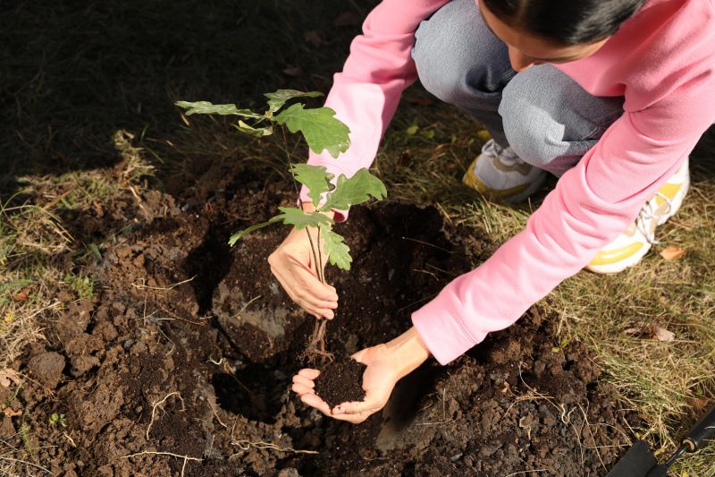 Japanese Maple Planting